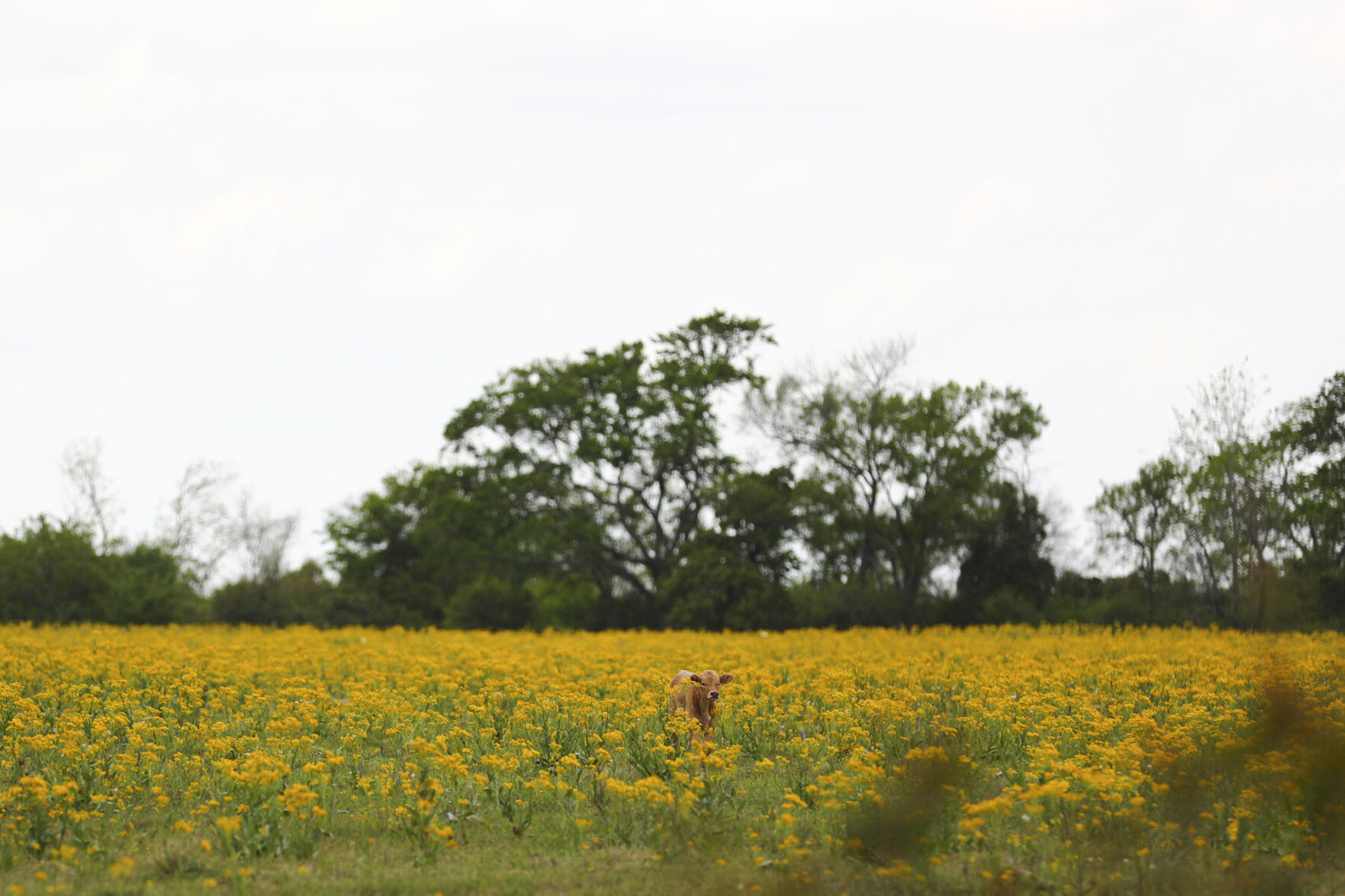 Brazos Valley Wildflowers